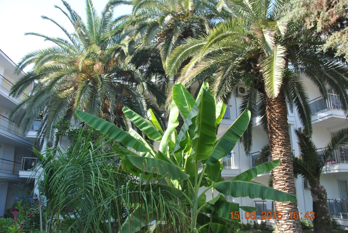 imagini hotel ATLANTIQUE KUSADASI